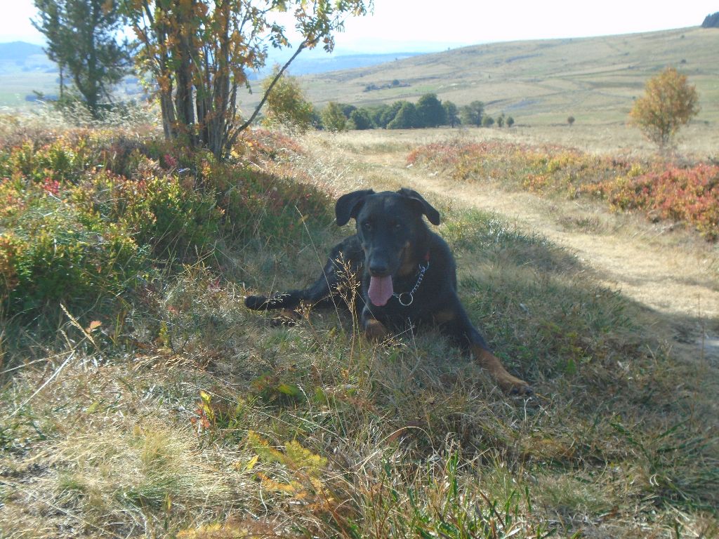 Orkid Du Domaine Du Tanquat