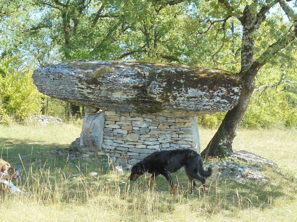 Orkid Du Domaine Du Tanquat