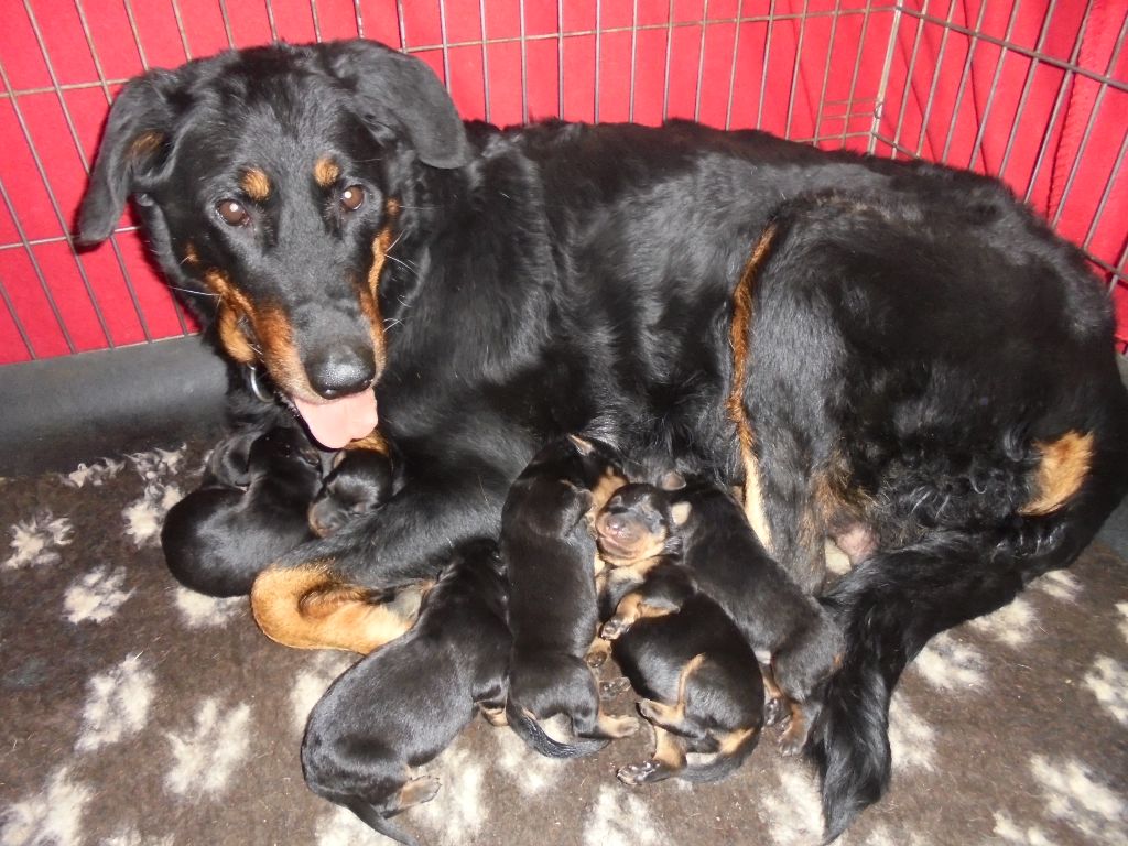 chiot Berger de Beauce Du Domaine Du Tanquat