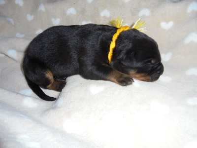 CHIOT lien jaune