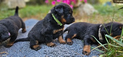 CHIOT collier jaune-vert