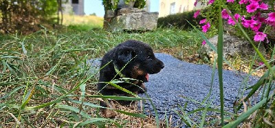 CHIOT collier jaune-vert