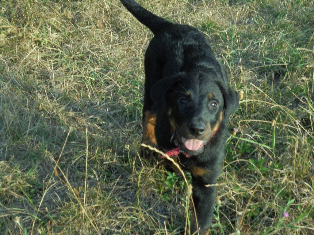 chiot Berger de Beauce Du Domaine Du Tanquat