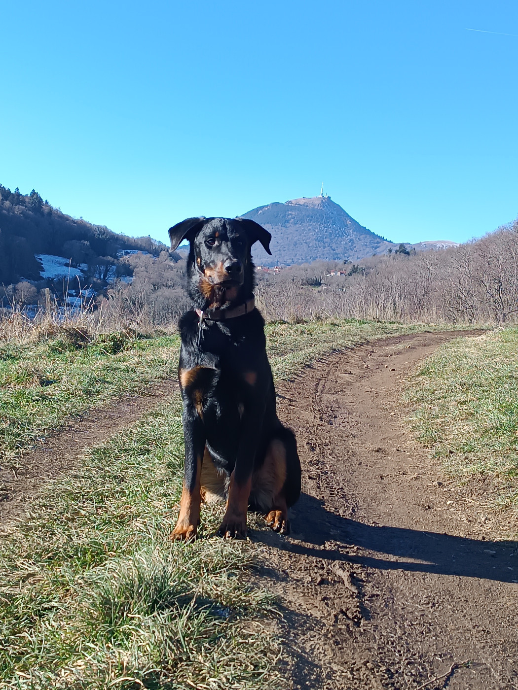 photos de famille des petits d 'Una /Shaman a 8mois et plus.....