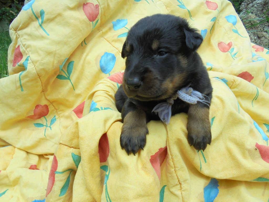 Du Domaine Du Tanquat - Chiots disponibles - Berger de Beauce