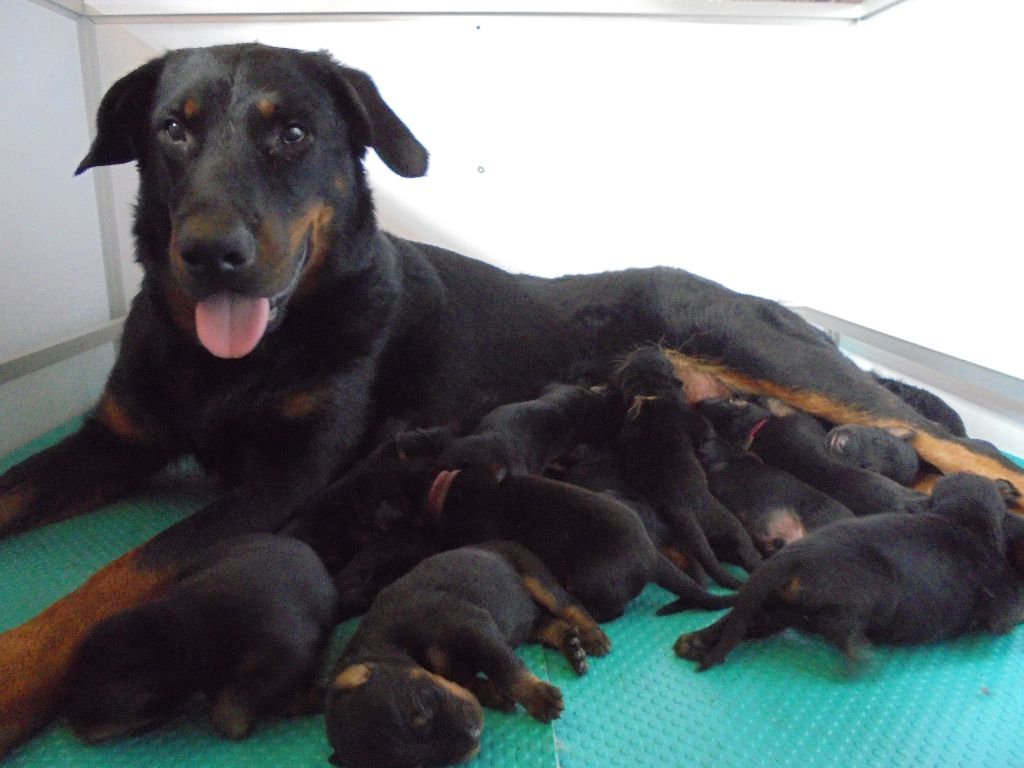 Chiot Berger de Beauce Du Domaine Du Tanquat
