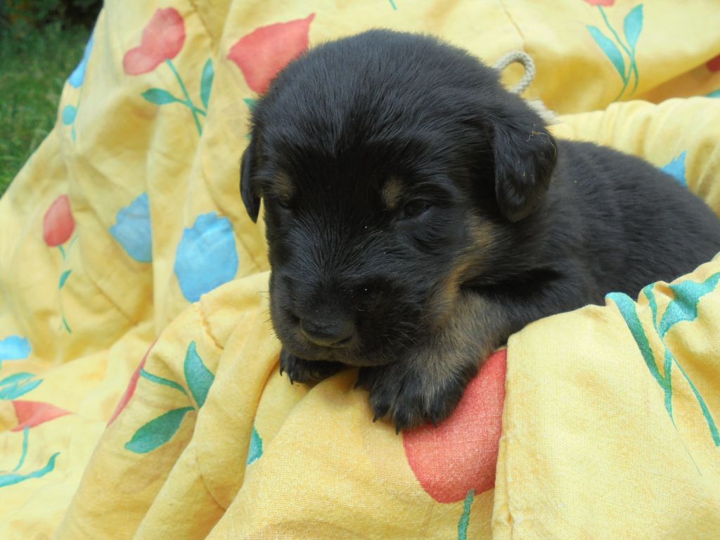 Du Domaine Du Tanquat - Chiots disponibles - Berger de Beauce