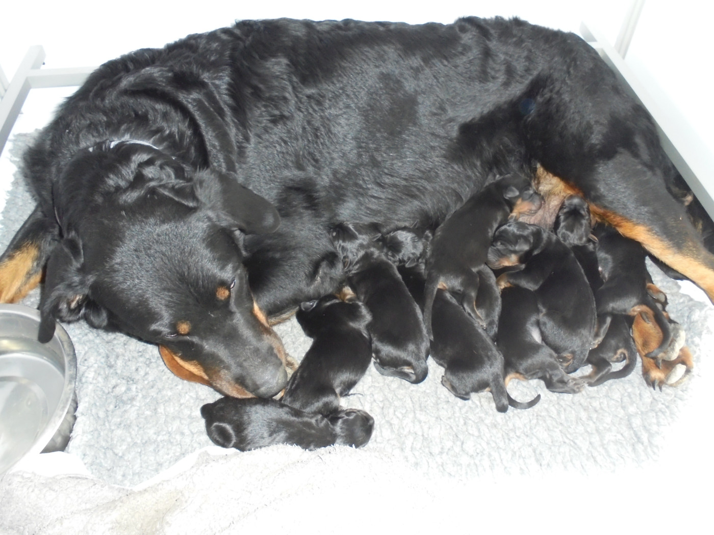 Chiot Berger de Beauce Du Domaine Du Tanquat