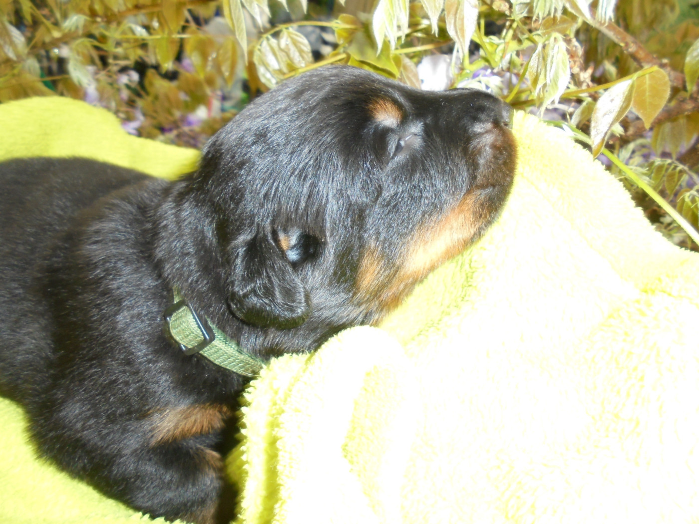 Du Domaine Du Tanquat - Chiots disponibles - Berger de Beauce