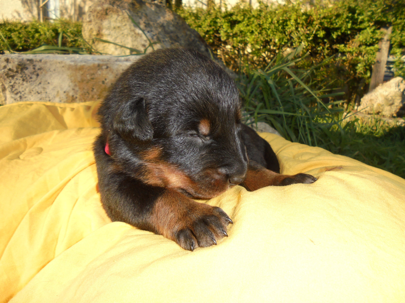 Du Domaine Du Tanquat - Chiots disponibles - Berger de Beauce