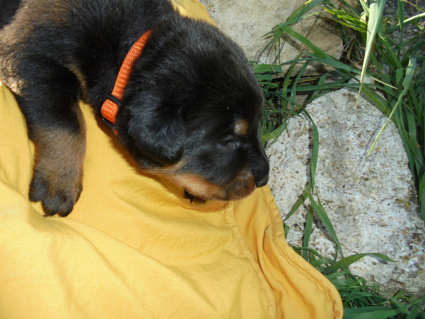 Du Domaine Du Tanquat - Chiots disponibles - Berger de Beauce