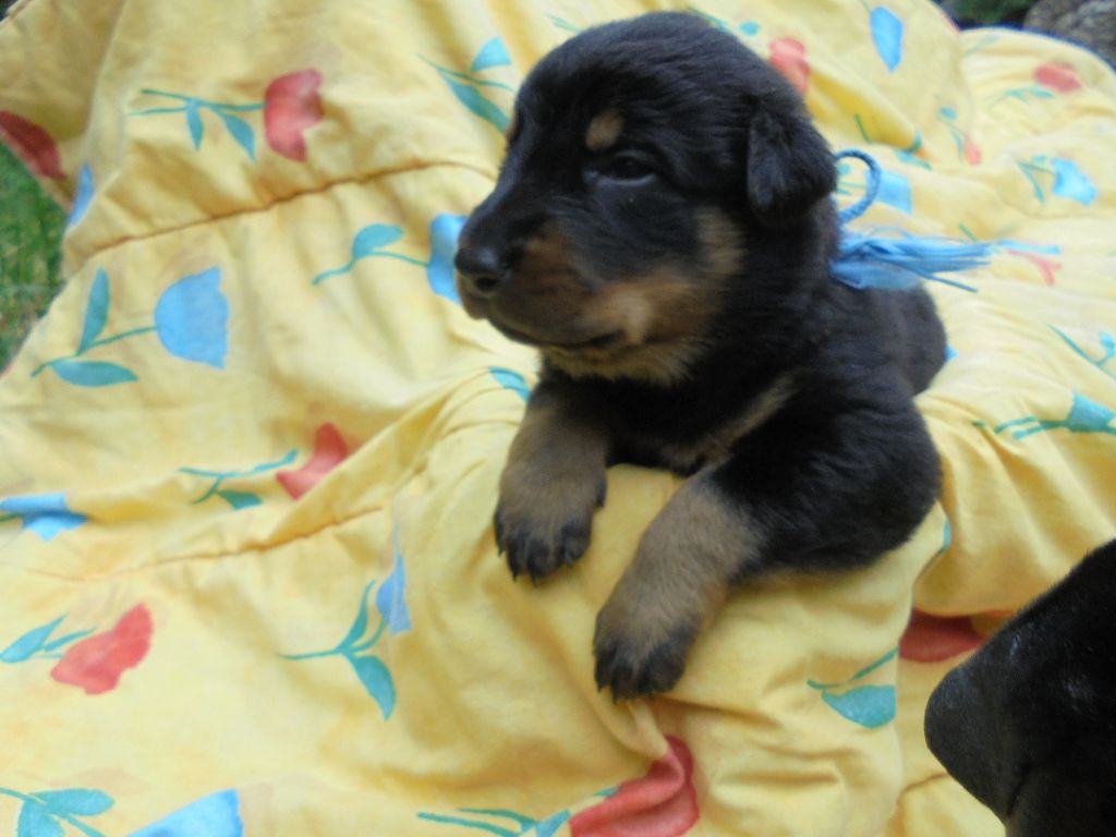 Du Domaine Du Tanquat - Chiots disponibles - Berger de Beauce