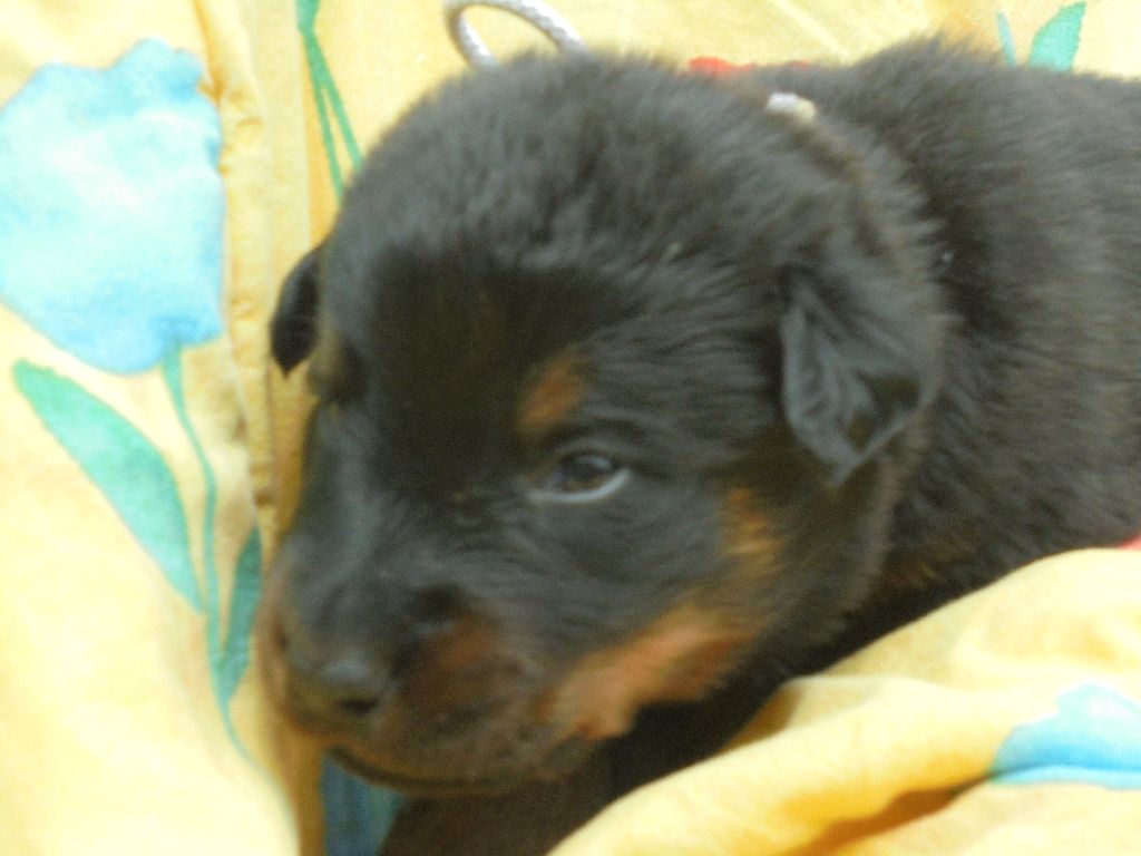 Du Domaine Du Tanquat - Chiots disponibles - Berger de Beauce