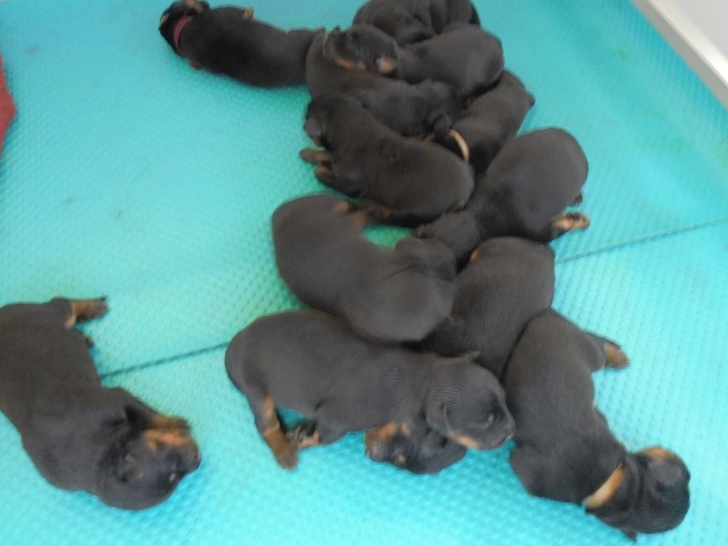 Du Domaine Du Tanquat - Chiots disponibles - Berger de Beauce