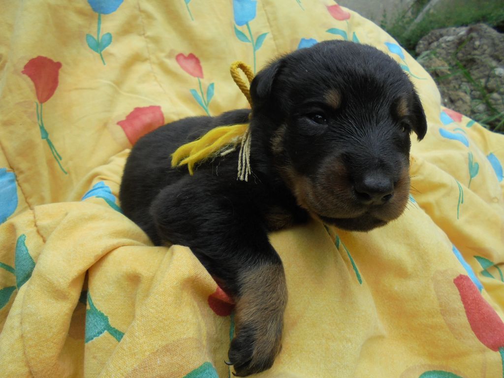 Du Domaine Du Tanquat - Chiots disponibles - Berger de Beauce