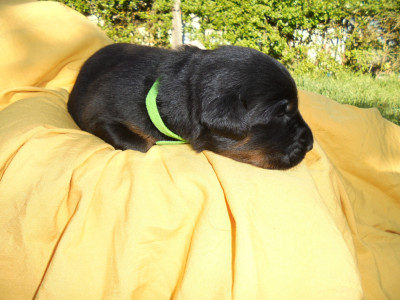 Chiot colliervert pistache N°2