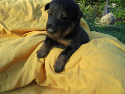 Chiot N°7collierbleu lavande