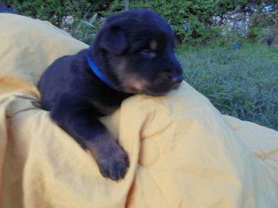 Chiot N°11 collier bleu roy