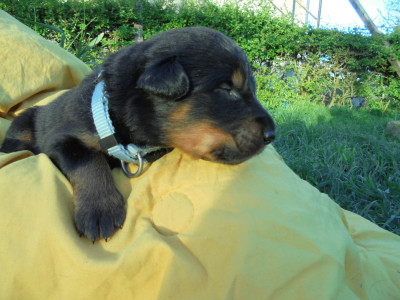 Chiot N°8 collier bleu pale