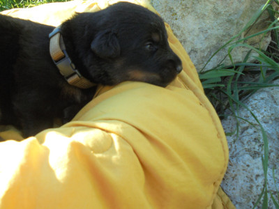 Chiot N°10collier doré