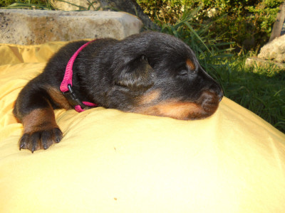 Chiot N°3 collierframboise