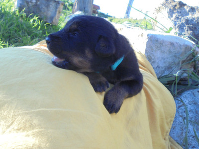 Chiot N°5 collierbleu azur