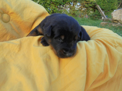 Chiot N°9 collier vert licken