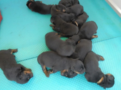 CHIOT