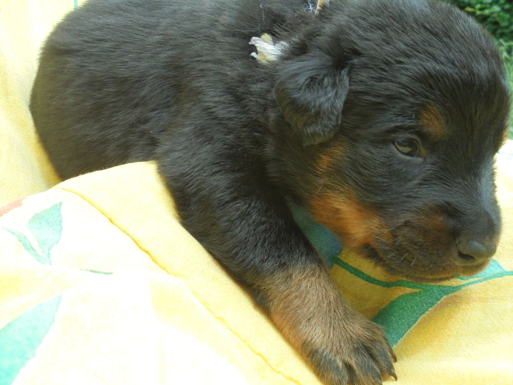 Du Domaine Du Tanquat - Chiots disponibles - Berger de Beauce