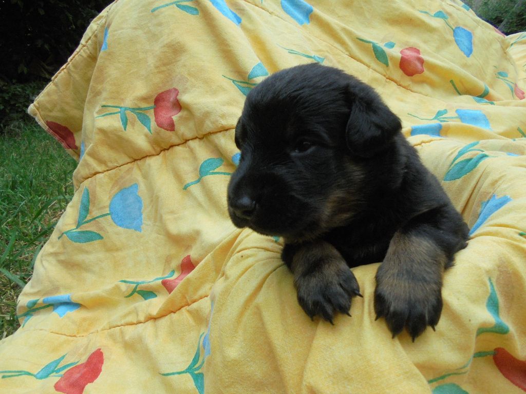 Du Domaine Du Tanquat - Chiots disponibles - Berger de Beauce