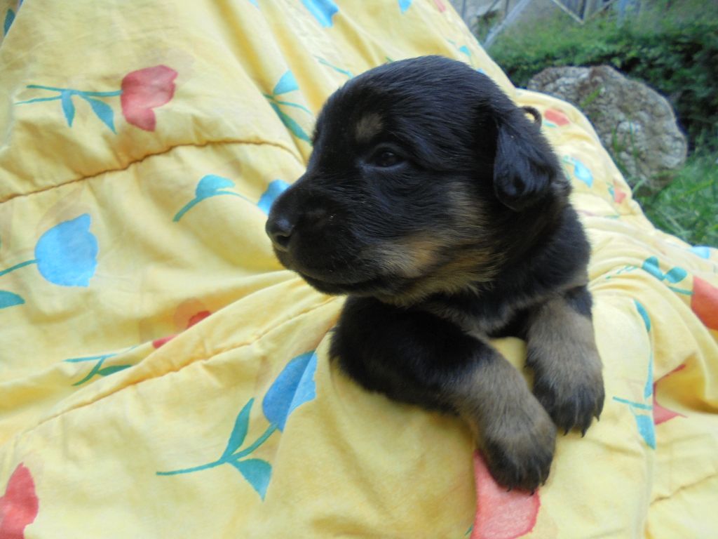 Du Domaine Du Tanquat - Chiots disponibles - Berger de Beauce