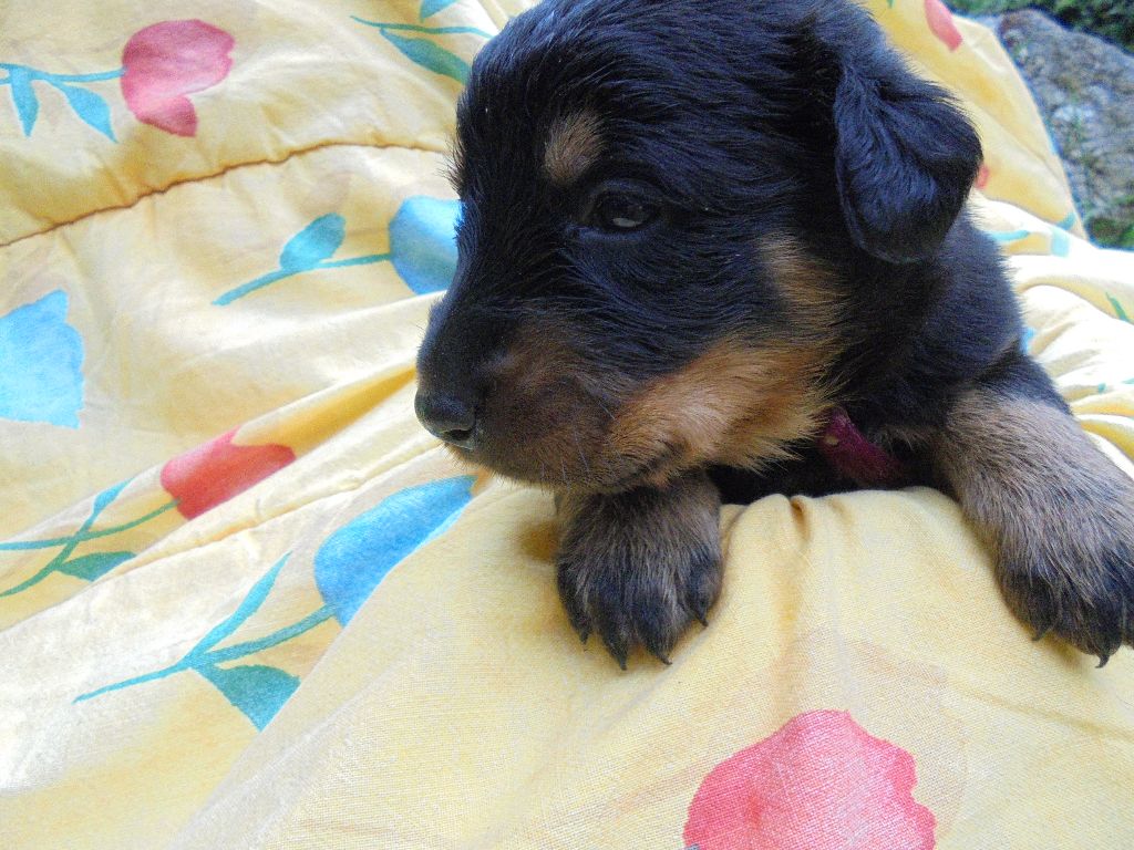 Du Domaine Du Tanquat - Chiots disponibles - Berger de Beauce