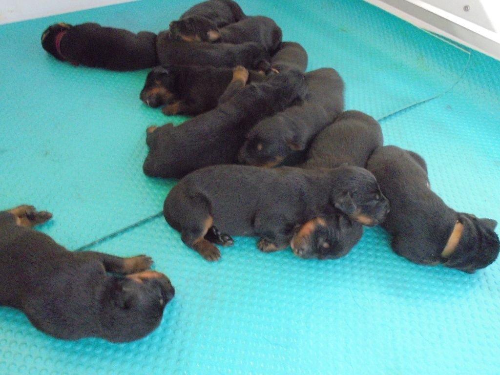 Du Domaine Du Tanquat - Chiots disponibles - Berger de Beauce